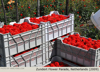 Flower Field 2009 Bloemencorso Zundert Photo