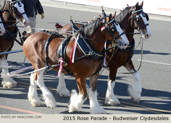 Budweiser Clydesdales 2015 Rose Parade Float Picture